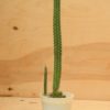 Snake Cactus / Pitayita - Image 2