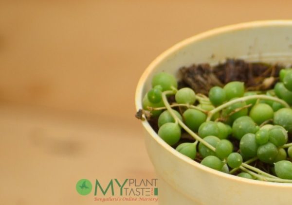 String of Pearl / Rosary - Image 3