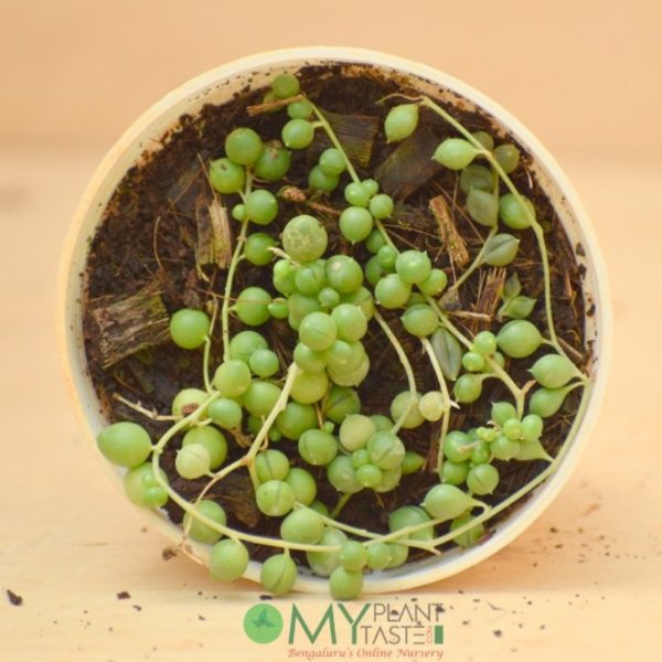 String of Pearl / Rosary - Image 2