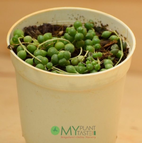 String of Pearl / Rosary