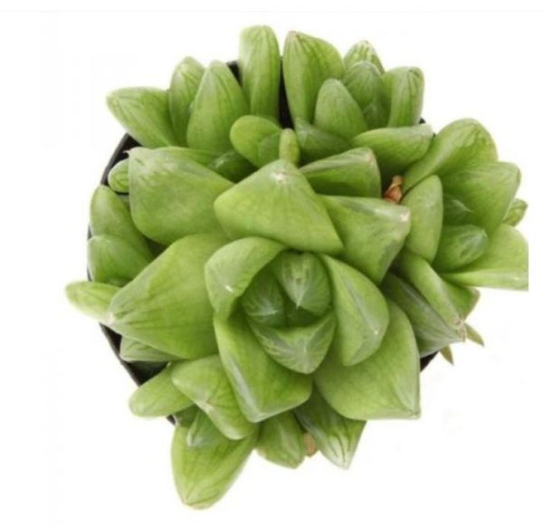 Star Window Plant - Haworthia Cymbiformis