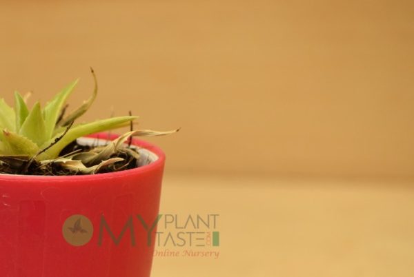 Star Cactus - Image 4