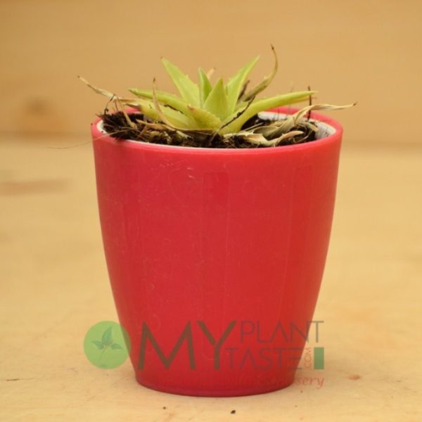 Star Cactus