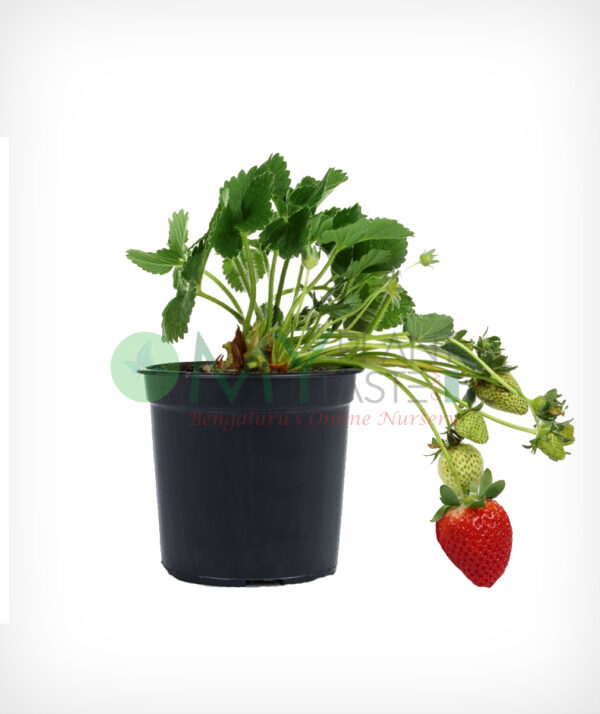 Strawberry Plant