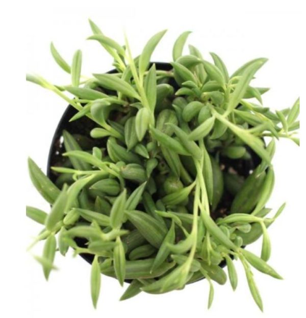 String of Bananas - Senecio radicans - Image 2