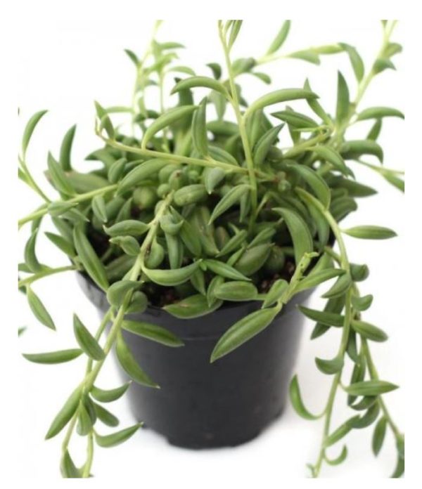 String of Bananas - Senecio radicans