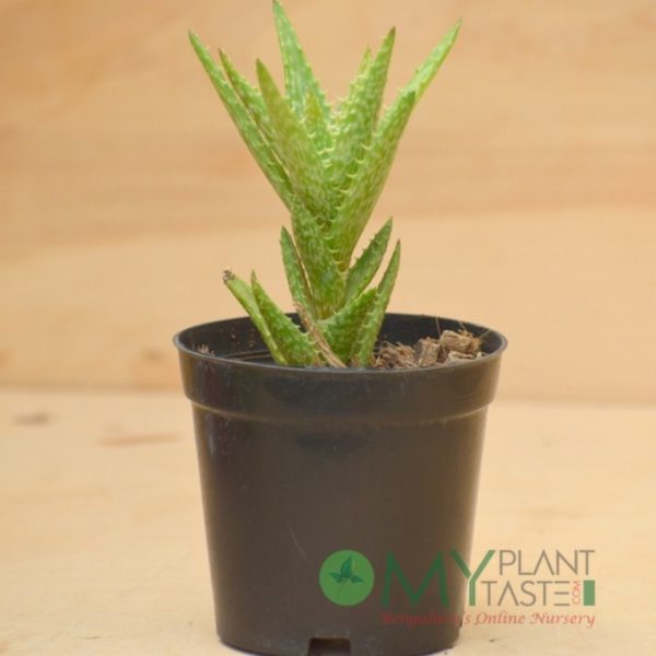 Tiger Tooth Aloe / Aloe Juvenna