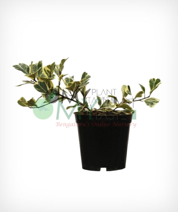 Triangle Fig Variegated / Ficus Triangularis