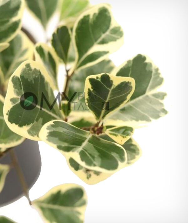 Triangle Fig Variegated / Ficus Triangularis - Image 3