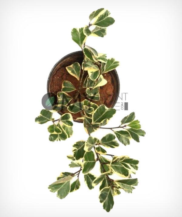 Triangle Fig Variegated / Ficus Triangularis - Image 2