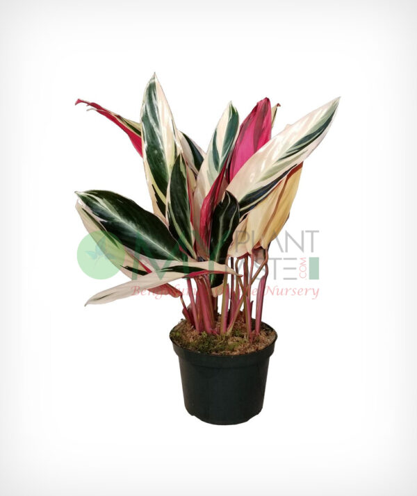 Triostar Stromanthe Plant -  Bangalore delivery only