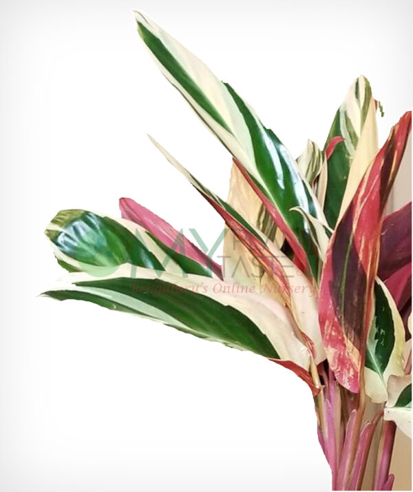 Triostar Stromanthe Plant -  Bangalore delivery only - Image 2