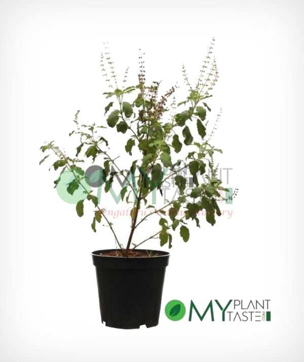 Tulsi