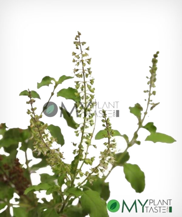 Tulsi - Image 3