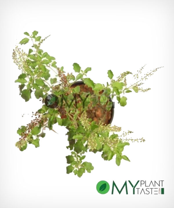 Tulsi - Image 2