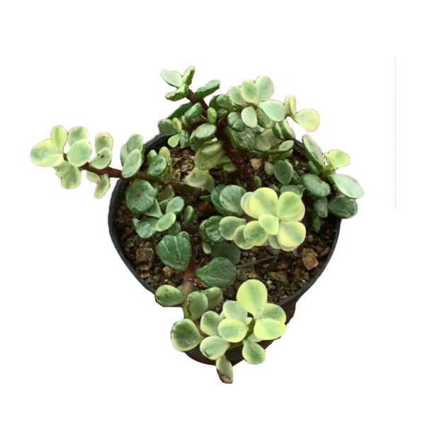 Jade Family Pack Of 5 - Image 7