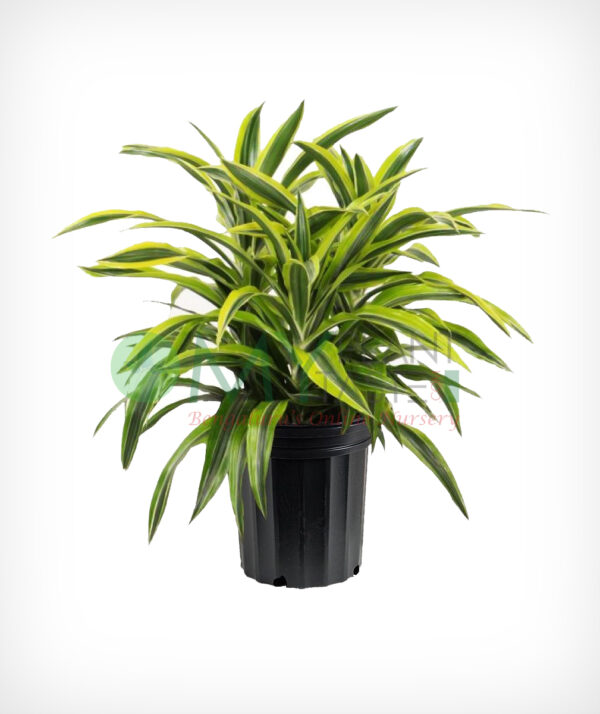 Warneckii / Dracaena Warneckii - Image 2