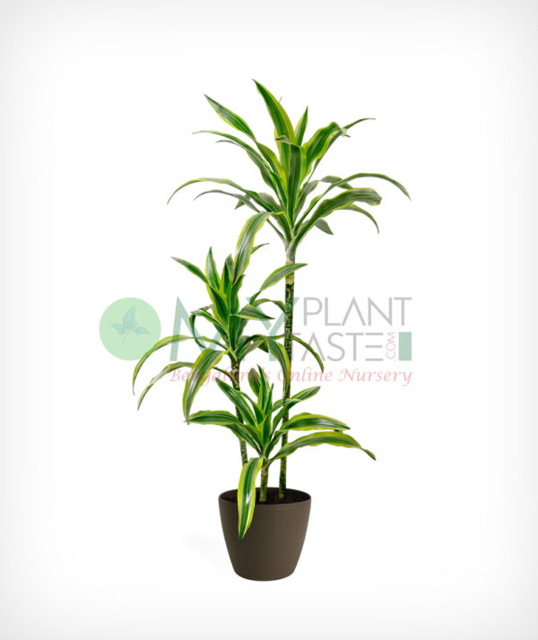 Warneckii / Dracaena Warneckii