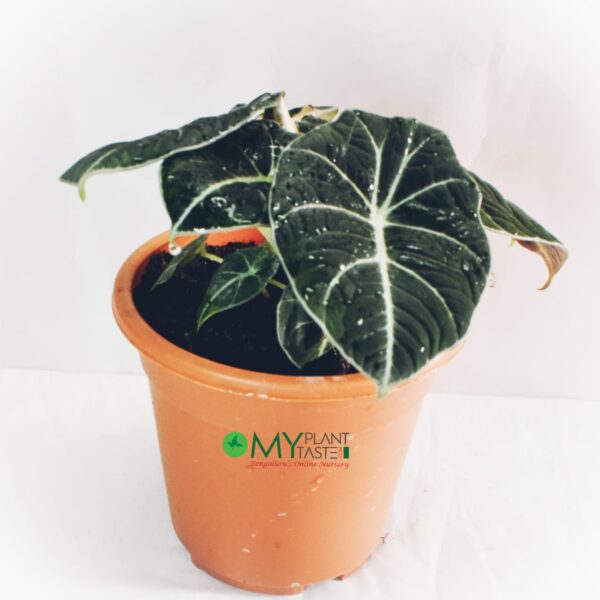 Alocasia Black Velvet / Queen Alocasia