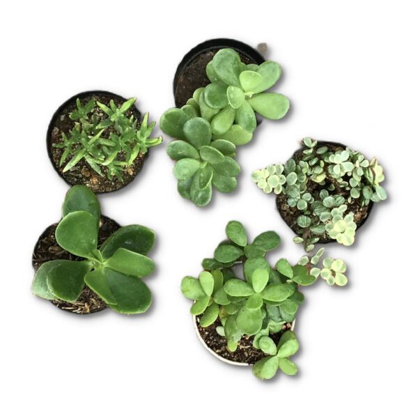 Jade Family Pack Of 5 - Image 2