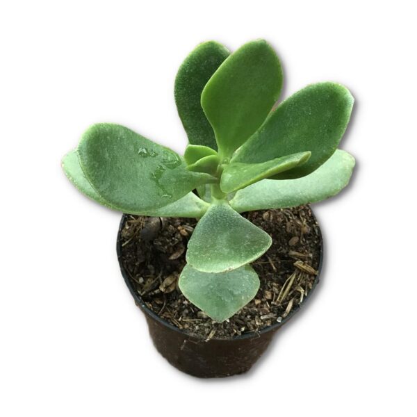 Jade Family Pack Of 5 - Image 3