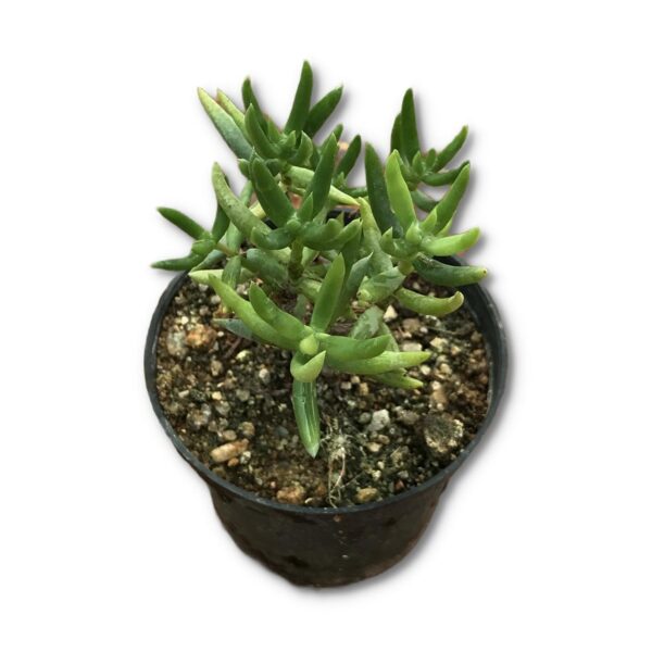Jade Family Pack Of 5 - Image 5