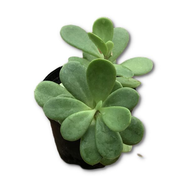 Jade Family Pack Of 5 - Image 4