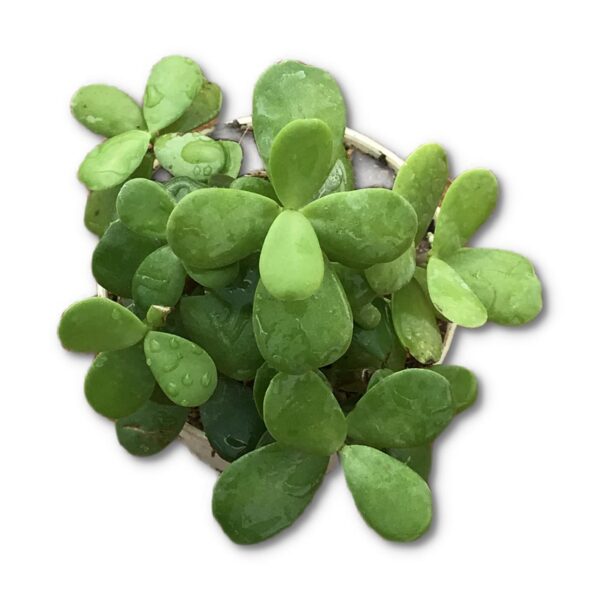 Jade Family Pack Of 5 - Image 6