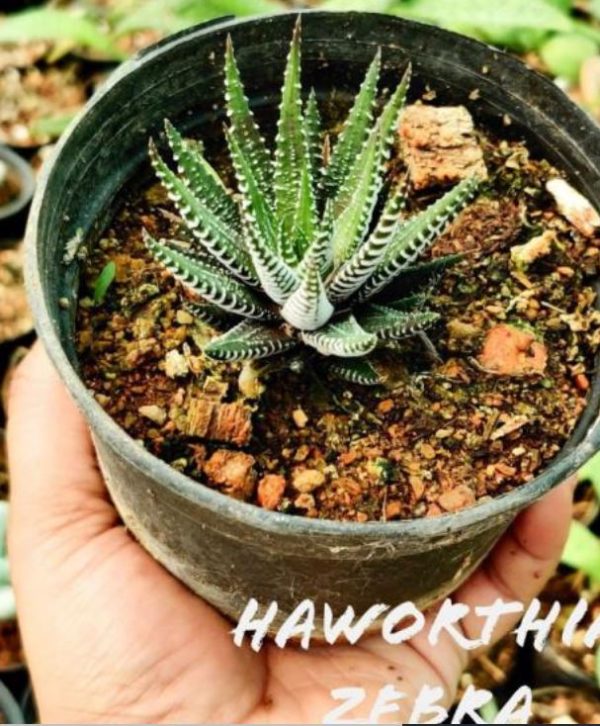 Zebra Cactus - Haworthia Fasciata