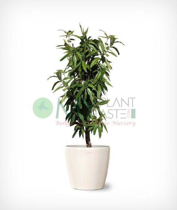Allspice