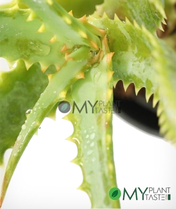 Aloe Vera - Image 2