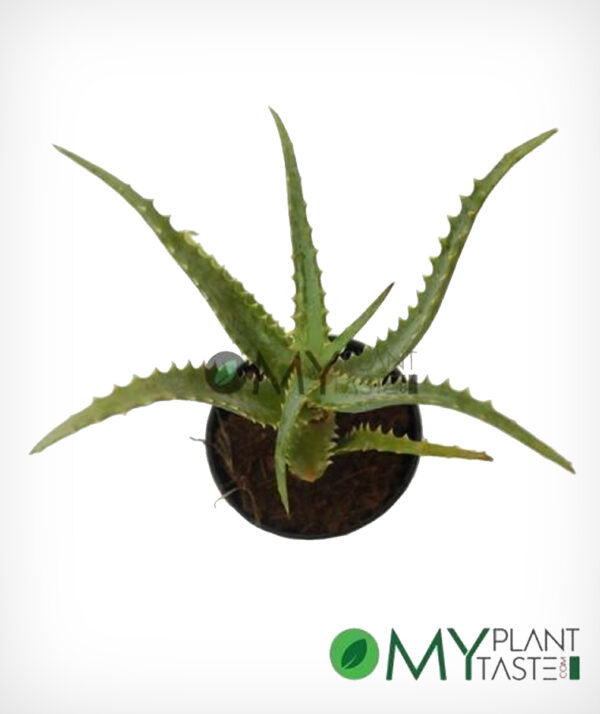 Aloe Vera - Image 3