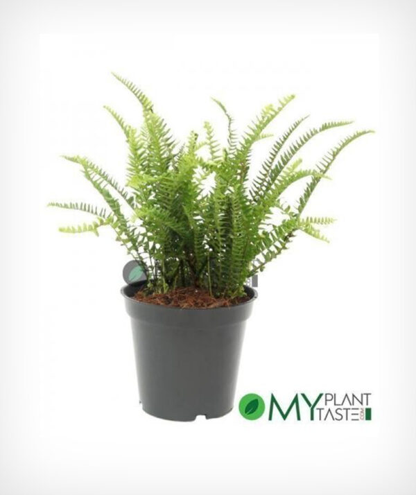 Boston Fern