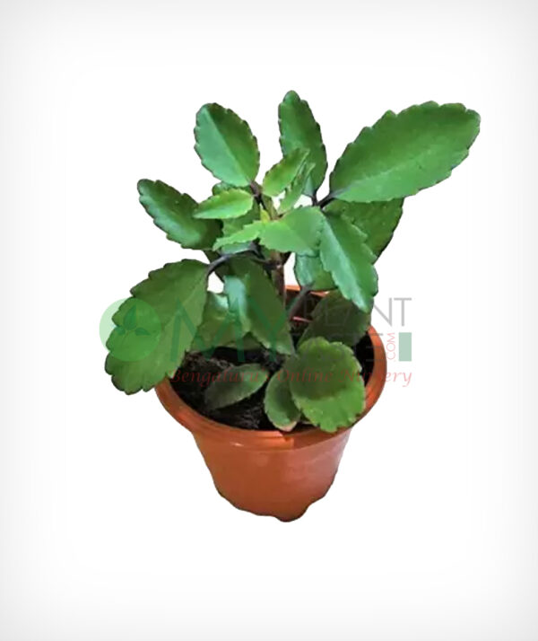 BRYOPHYLLUM