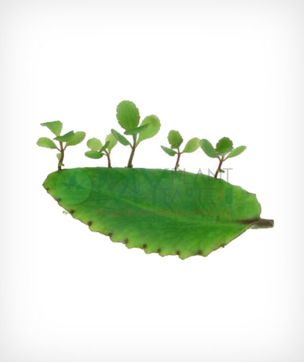 BRYOPHYLLUM - Image 2