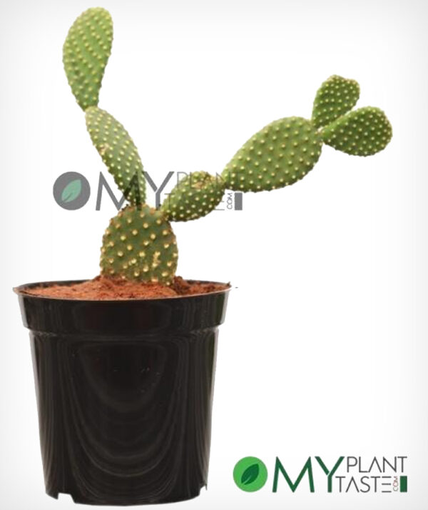 Bunny Ear Cactus  / Opuntia Microdasys
