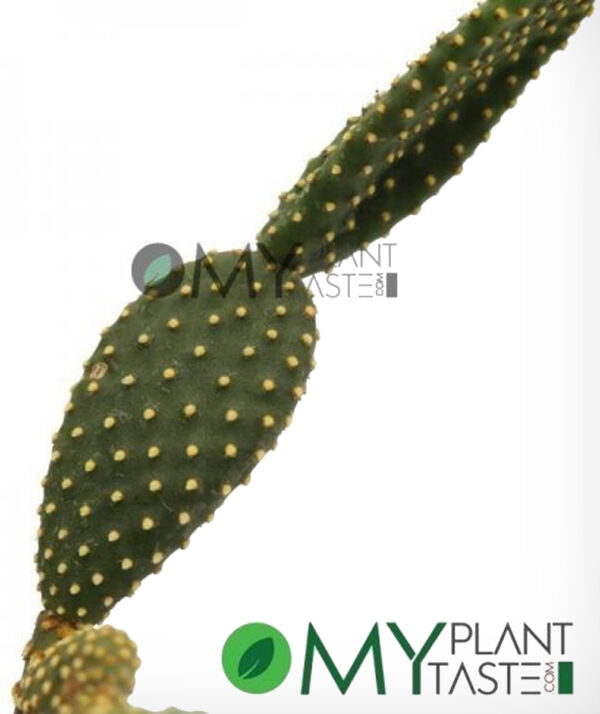 Bunny Ear Cactus  / Opuntia Microdasys - Image 3
