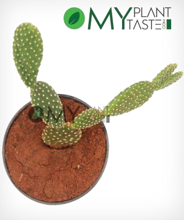 Bunny Ear Cactus  / Opuntia Microdasys - Image 2