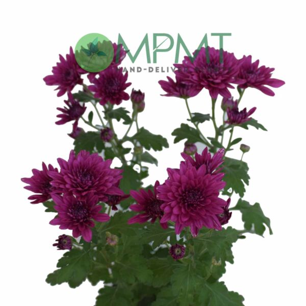 Chrysanthemum - Image 3