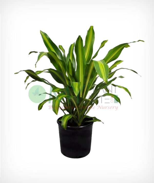 Cornstalk / Dracaena fragrans