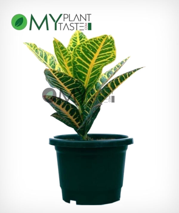 Croton Variegatum/ Petra Croton