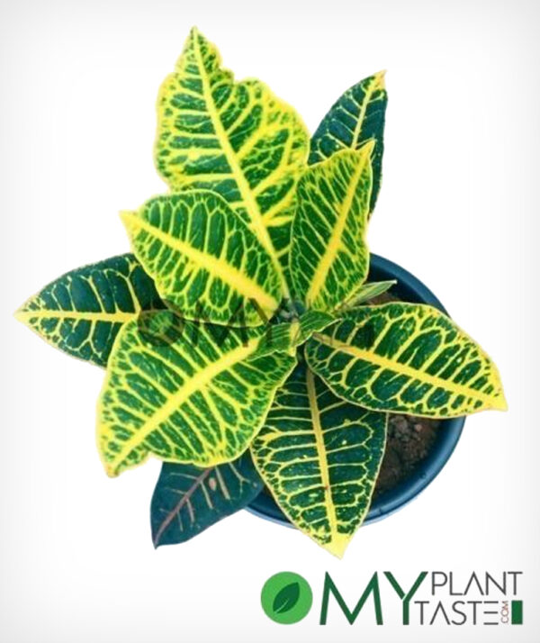 Croton Variegatum/ Petra Croton - Image 3