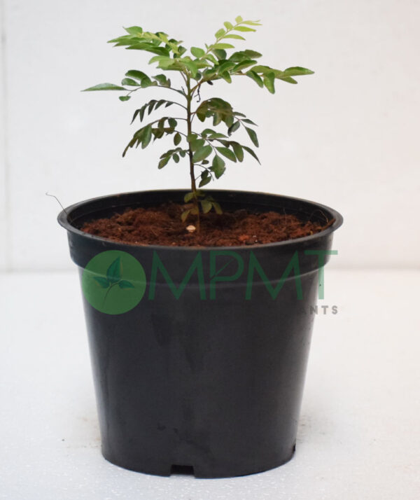 Curry leaves / Murraya koenigii