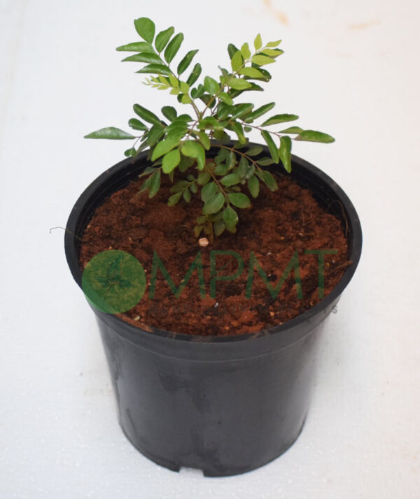 Curry leaves / Murraya koenigii - Image 2
