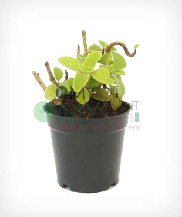 Doddapatre/ Mexican Mint/ Ajwain Leaves