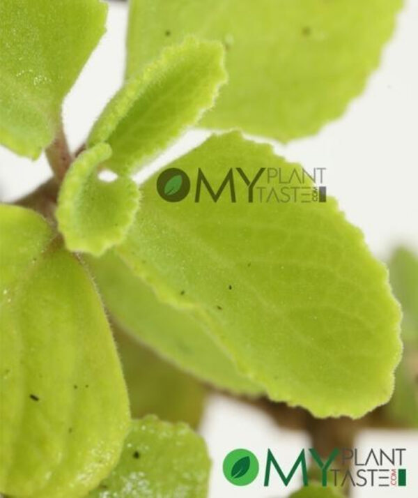 Doddapatre/ Mexican Mint/ Ajwain Leaves - Image 3
