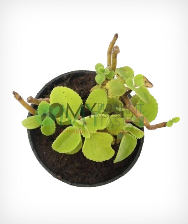 Doddapatre/ Mexican Mint/ Ajwain Leaves - Image 2
