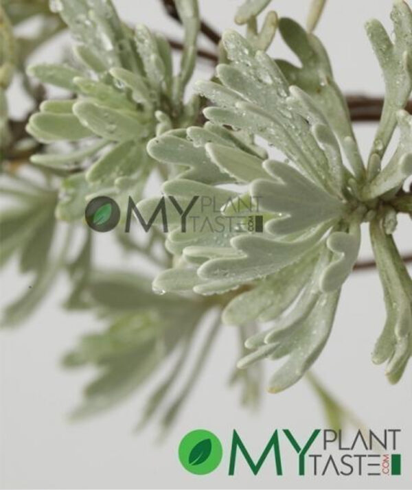 Dusty Miller - Image 3