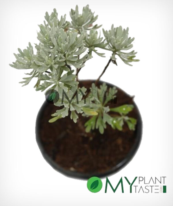 Dusty Miller - Image 2