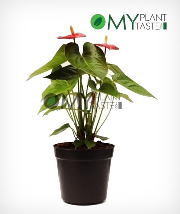 Flamingo Flower/ Anthurium